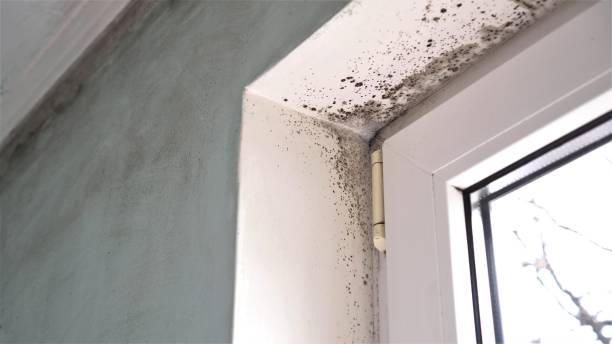 Best Mold Testing and Removal  in Indiantown, FL