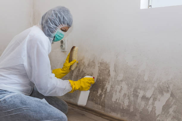 Best Attic Mold Removal  in Indiantown, FL