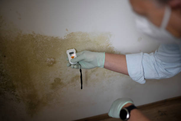 Best Commercial Mold Removal  in Indiantown, FL