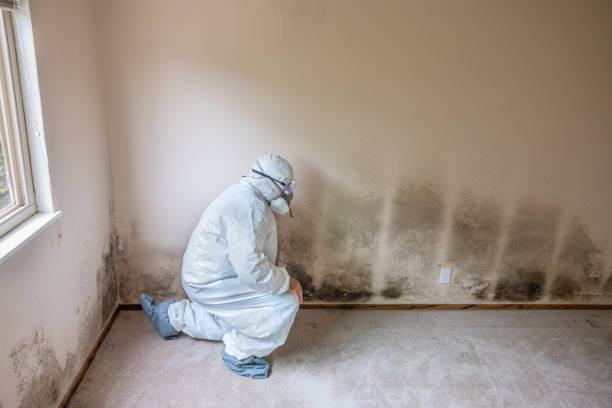 Best Home Mold Removal  in Indiantown, FL