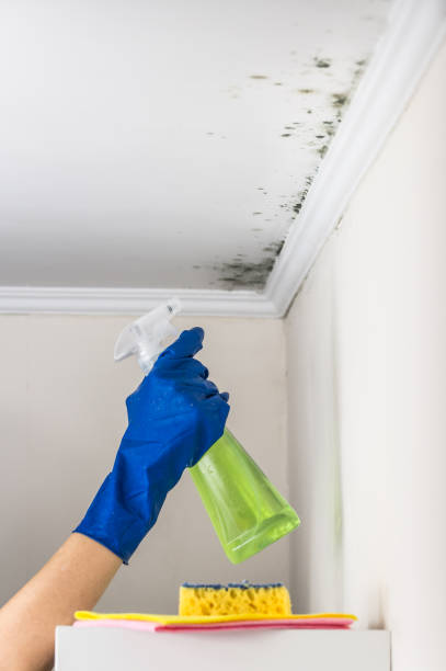 Best Mold Damage Repair  in Indiantown, FL